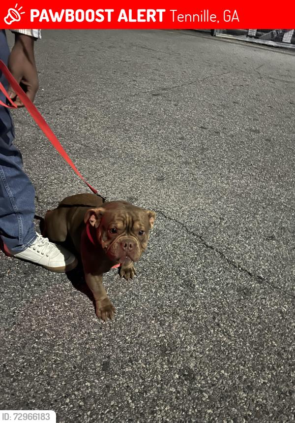 Lost Female Dog last seen Near 1st St, Tennille, GA 31089