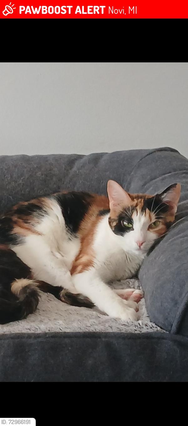 Lost Female Cat last seen 9 mile and Meadowbrooke , Novi, MI 48375