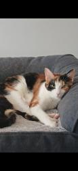 Lost Female Cat last seen 9 mile and Meadowbrooke , Novi, MI 48375
