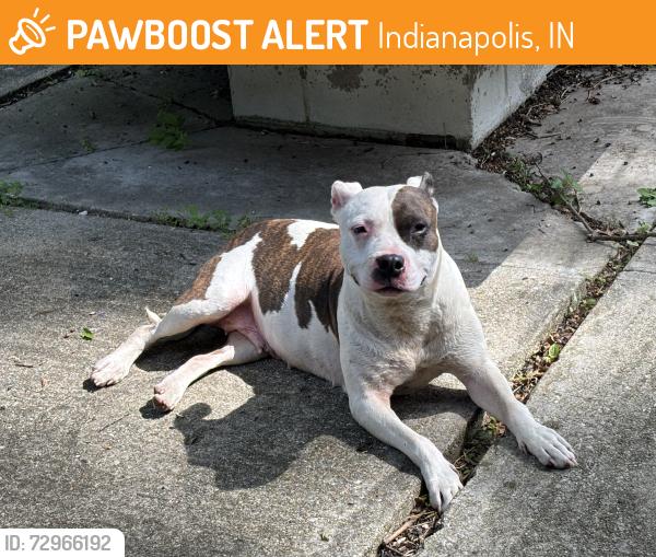 Found/Stray Female Dog last seen Wynnedale Rd. and Cold Springs Rd, Wynnedale, IN 46228