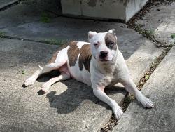 Found/Stray Female Dog last seen Wynnedale Rd. and Cold Springs Rd, Wynnedale, IN 46228