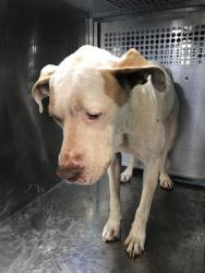 Shelter Stray Unknown Dog last seen , Tucson, AZ 85745