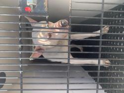 Shelter Stray Male Dog last seen Near BLOCK W 29TH ST, PUEBLO, CO 81003, Pueblo, CO 81008