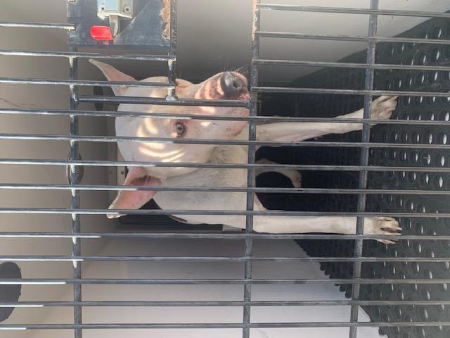 Shelter Stray Male Dog last seen Near BLOCK W 29TH ST, PUEBLO, CO 81003, Pueblo, CO 81008