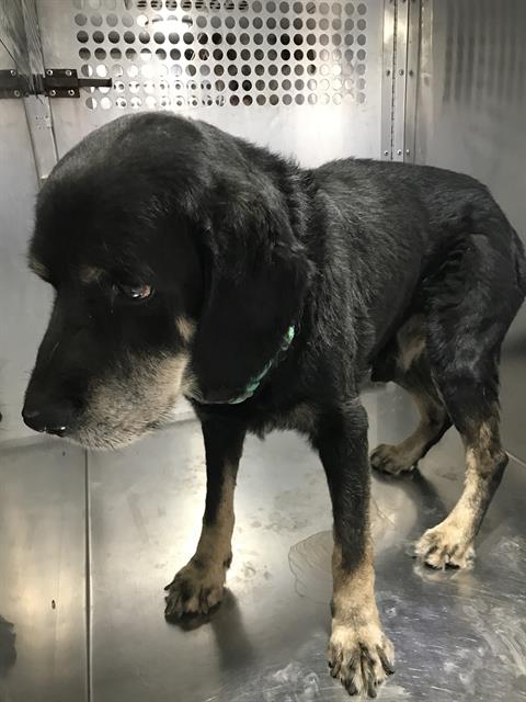Shelter Stray Unknown Dog last seen , Tucson, AZ 85745