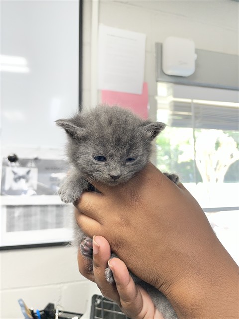 Shelter Stray Female Cat last seen Near BLOCK E DIXON BLVD, Shelby, NC 28150