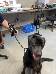 Shelter Stray Male Dog last seen MOSS LAKE, Shelby, NC 28150