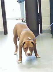 Shelter Stray Male Dog last seen Near BLOCK BUCKHORN RD, FAYETTEVILLE NC 28304, Fayetteville, NC 28306