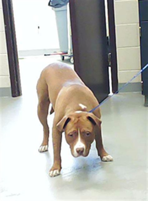 Shelter Stray Male Dog last seen Near BLOCK BUCKHORN RD, FAYETTEVILLE NC 28304, Fayetteville, NC 28306