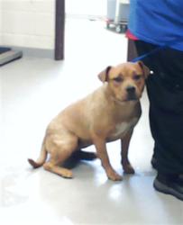 Shelter Stray Female Dog last seen Near BLOCK BUCKHORN RD, FAYETTEVILLE NC 28304, Fayetteville, NC 28306