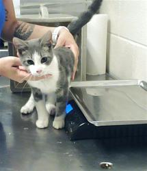 Shelter Stray Male Cat last seen Near BLOCK CAMDEN RD, FAYETTEVILLE NC 28306, Fayetteville, NC 28306