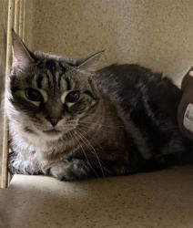 Shelter Stray Female Cat last seen 3RD ST & BROADWAY, Sacramento, CA 95818