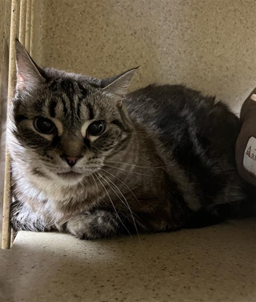 Shelter Stray Female Cat last seen 3RD ST & BROADWAY, Sacramento, CA 95818