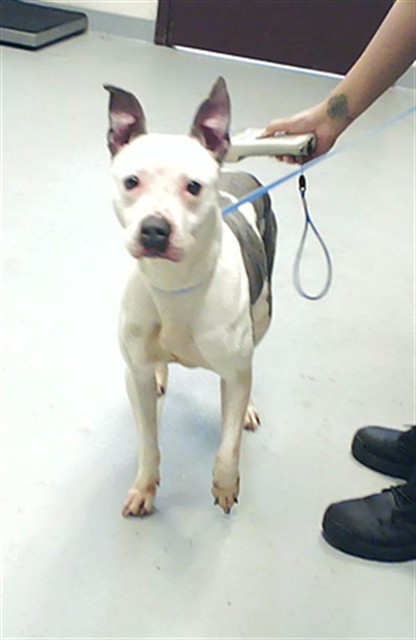 Shelter Stray Female Dog last seen Near BLOCK ROBESON ST, FAYETTEVILLE NC 28305, Fayetteville, NC 28306