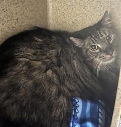 Shelter Stray Male Cat last seen 3RD ST & BROADWAY, Sacramento, CA 95818