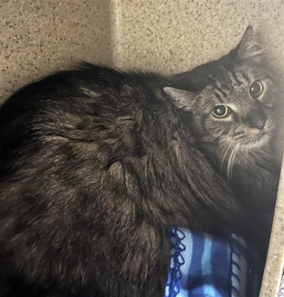 Shelter Stray Male Cat last seen 3RD ST & BROADWAY, Sacramento, CA 95818