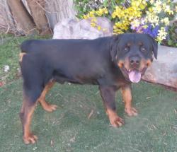Shelter Stray Male Dog last seen Near BLOCK S ROCKWELL AVE, OKLAHOMA CITY OK 73128, Oklahoma City, OK 73129