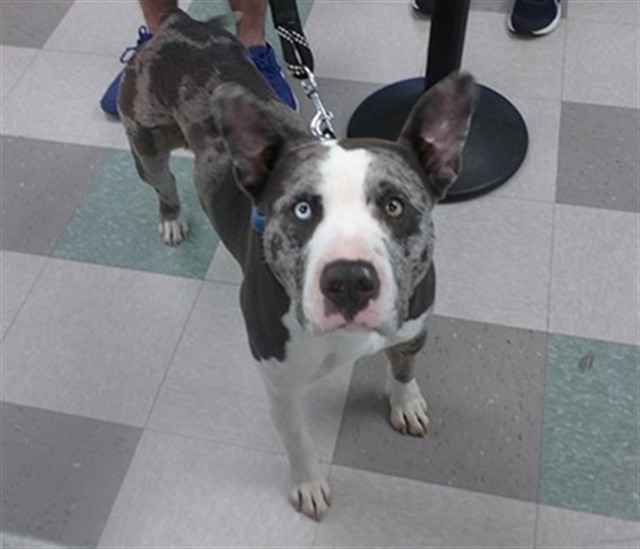 Shelter Stray Unknown Dog last seen Near BLOCK N MAY AVE, Oklahoma City, OK 73129