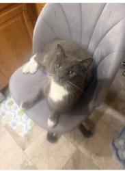 Lost Male Cat last seen Midland Rd, East Main Street , Waterbury, CT 06705