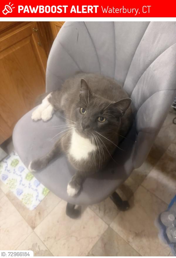 Lost Male Cat last seen Midland Rd, East Main Street , Waterbury, CT 06705