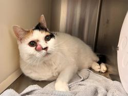Shelter Stray Female Cat last seen Near BLOCK ACAPULCO CT, COLORADO SPRINGS CO 80910, Colorado Springs, CO 80905