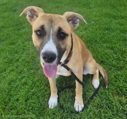 Shelter Stray Female Dog last seen Near BLOCK INDIAN SCHOOL RD NW, Albuquerque, NM 87121