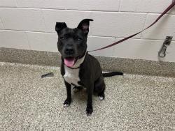 Shelter Stray Female Dog last seen Near BLOCK CONSTITUTION AVE, COLORADO SPRINGS CO 80951, Colorado Springs, CO 80905