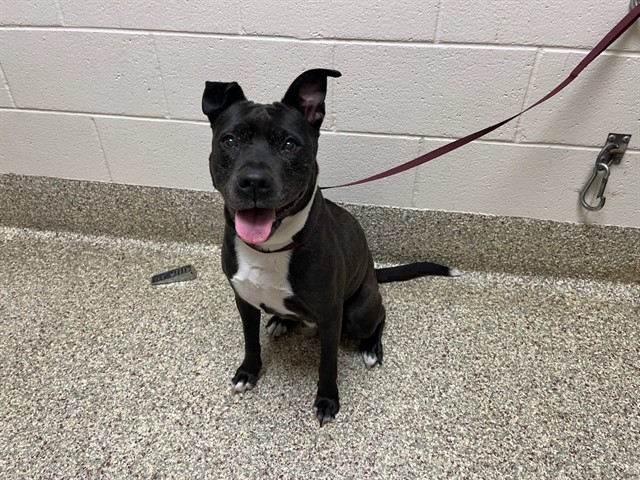 Shelter Stray Female Dog last seen Near BLOCK CONSTITUTION AVE, COLORADO SPRINGS CO 80951, Colorado Springs, CO 80905