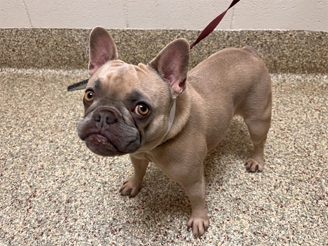 Shelter Stray Female Dog last seen Near BLOCK MIDDLE BAY WAY, FOUNTAIN CO 80817, Colorado Springs, CO 80905