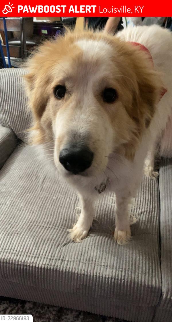 Lost Female Dog last seen Bashford manor lane/Gladden drive, Louisville, KY 40218