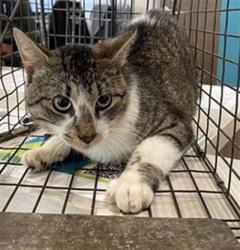 Shelter Stray Male Cat last seen JULIE ANN DR, Pearland, TX 77581