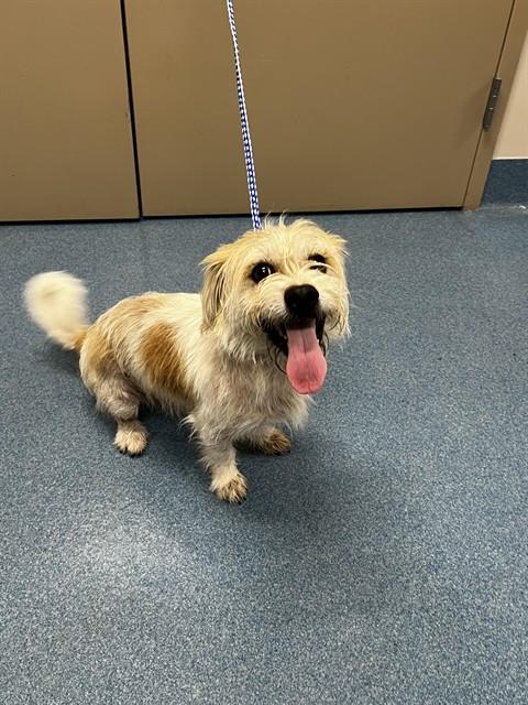 Shelter Stray Male Dog last seen PECAN GROVE DR, Pearland, TX 77581