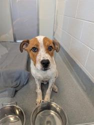 Shelter Stray Male Dog last seen Near , Indianapolis, IN 46221