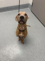 Shelter Stray Male Dog last seen Near , Indianapolis, IN 46221