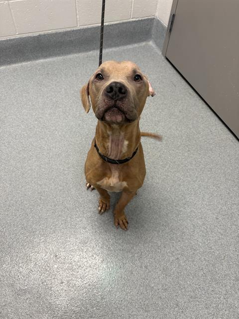 Shelter Stray Male Dog last seen Near , Indianapolis, IN 46221