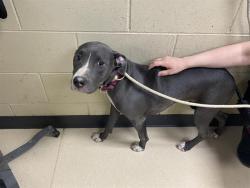 Shelter Stray Female Dog last seen Near BLOCK W ROOSEVELT DR, Milwaukee, WI 53215