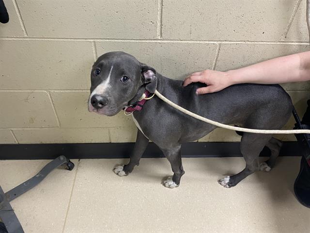 Shelter Stray Female Dog last seen Near BLOCK W ROOSEVELT DR, Milwaukee, WI 53215