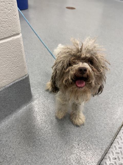 Shelter Stray Male Dog last seen Near , Indianapolis, IN 46221