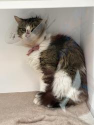 Shelter Stray Male Cat last seen Near , Indianapolis, IN 46221