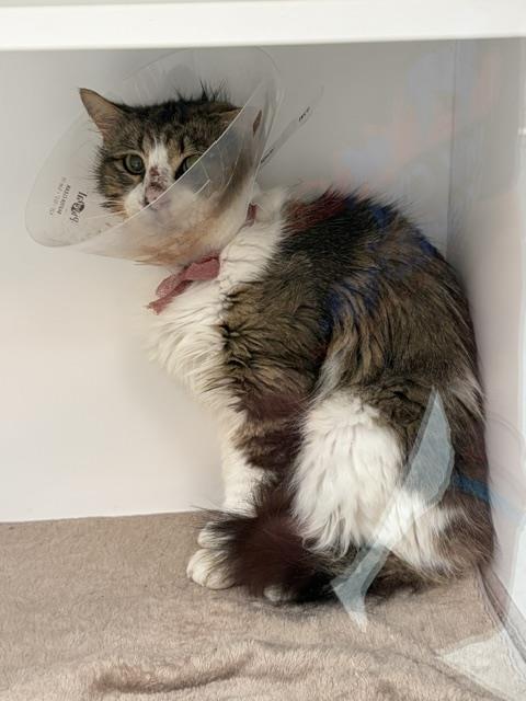 Shelter Stray Male Cat last seen Near , Indianapolis, IN 46221