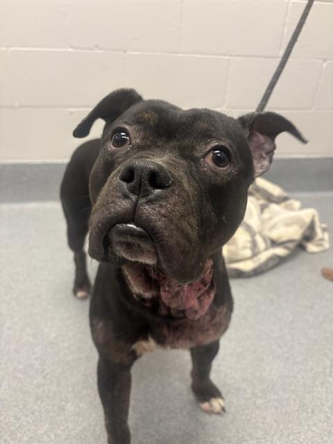Shelter Stray Male Dog last seen Near , Indianapolis, IN 46221
