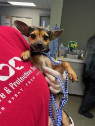 Shelter Stray Male Dog last seen Near BLOCK OGLESBY AVE, Jacksonville, FL 32204