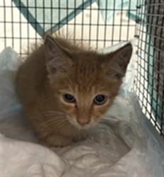 Shelter Stray Male Cat last seen Near BLOCK NE 15 AV, FORT LAUDERDALE FL 33304, Davie, FL 33312
