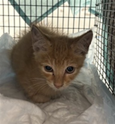 Shelter Stray Male Cat last seen Near BLOCK NE 15 AV, FORT LAUDERDALE FL 33304, Davie, FL 33312