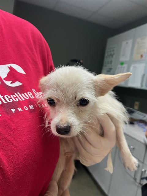 Shelter Stray Female Dog last seen Near BLOCK OGLESBY AVE, Jacksonville, FL 32204