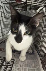 Shelter Stray Female Cat last seen Near BLOCK SW 8 ST, PEMBROKE PINES FL 33023, Davie, FL 33312