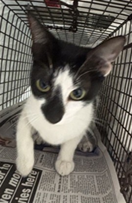 Shelter Stray Female Cat last seen Near BLOCK SW 8 ST, PEMBROKE PINES FL 33023, Davie, FL 33312
