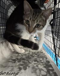 Shelter Stray Unknown Cat last seen Near BLOCK SW 3 ST, FORT LAUDERDALE FL 33312, Davie, FL 33312