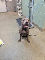 Shelter Stray Male Dog last seen Near BLOCK POTOMAC AVE, Jacksonville, FL 32204