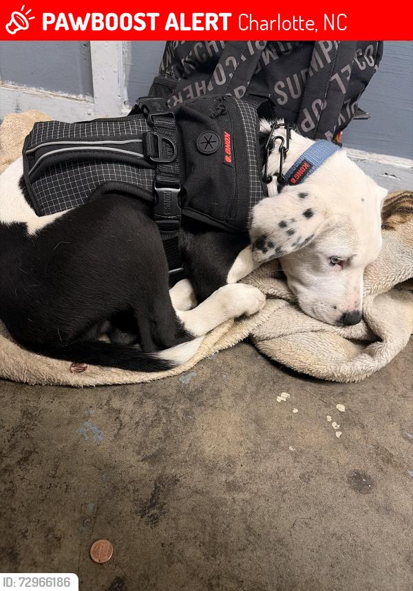 Lost Male Dog last seen Trinity park road and hornets nest park, Charlotte, NC 28216